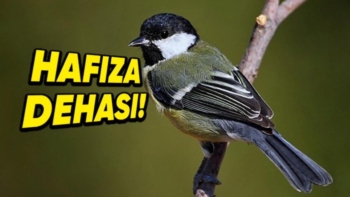 ’Hafıza Dehaları’ da Denilen Baştankara Kuşları, Yiyeceklerini Nereye Sakladıklarını Nasıl Bu Kadar İyi Hatırlıyor? Üzerine Yapılmış Bir Çalışma Var!