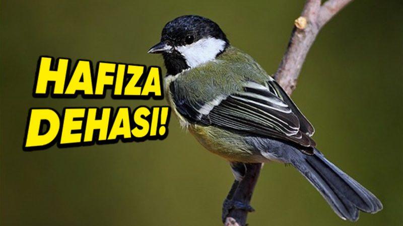 ’Hafıza Dehaları’ da Denilen Baştankara Kuşları, Yiyeceklerini Nereye Sakladıklarını Nasıl Bu Kadar İyi Hatırlıyor? Üzerine Yapılmış Bir Çalışma Var!