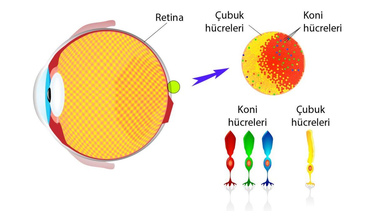 Yıldızların Çoğu Beyaz mıdır? Yoksa Gözlerimiz Bize Oyun mu Oynuyor?