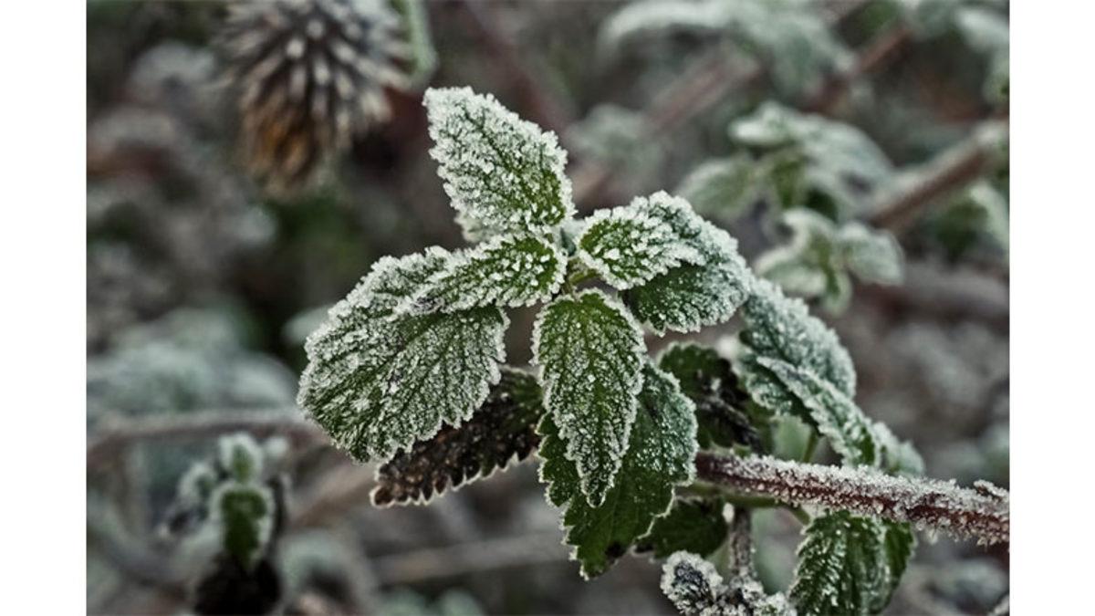 Donarak Ölen Canlıların Aksine Bitkilerin Donduğunda Bile Sapasağlam Durmasının Ardında Yatan Bilimsel Gerçek