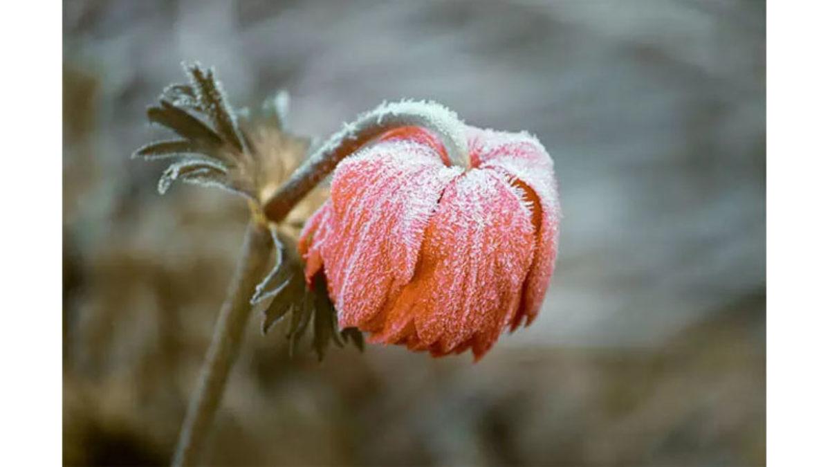Donarak Ölen Canlıların Aksine Bitkilerin Donduğunda Bile Sapasağlam Durmasının Ardında Yatan Bilimsel Gerçek