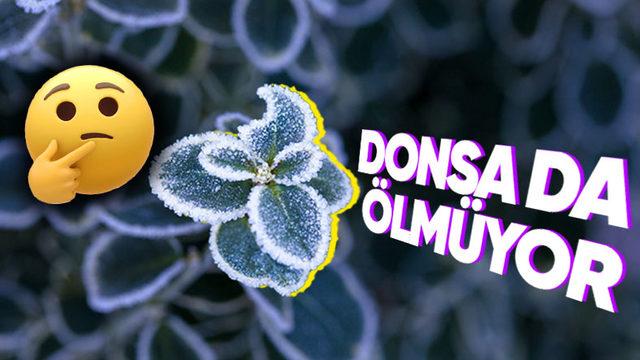 Donarak Ölen Canlıların Aksine Bitkilerin Donduğunda Bile Sapasağlam Durmasının Ardında Yatan Bilimsel Gerçek