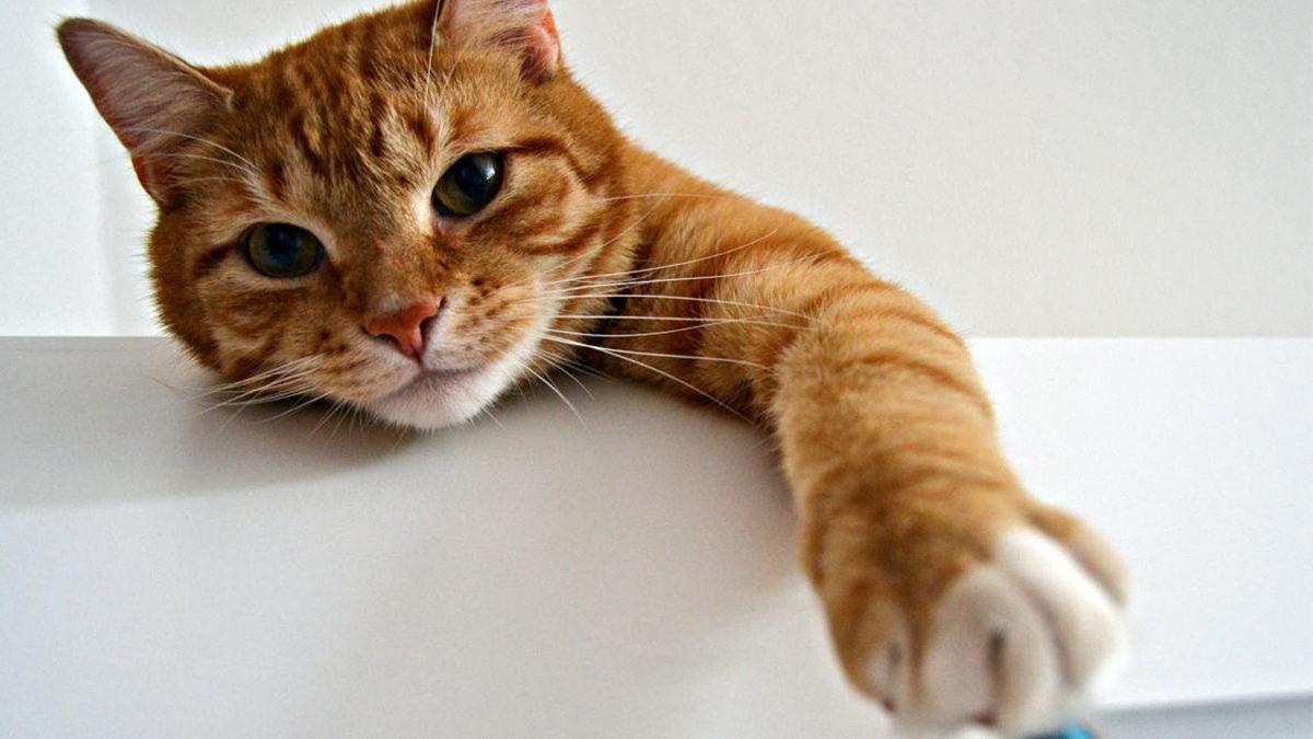 Kediler Tırnaklarını İçeri Çekip Sessizce Yürüyebilirken Köpekler Neden Çekemez? ’Tık Tık’ Sesi Kulağımızda Yankılandı Bile!