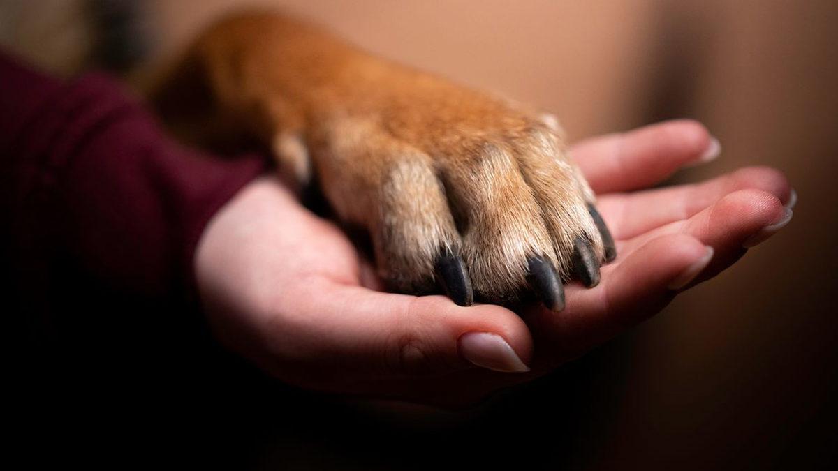 Kediler Tırnaklarını İçeri Çekip Sessizce Yürüyebilirken Köpekler Neden Çekemez? ’Tık Tık’ Sesi Kulağımızda Yankılandı Bile!