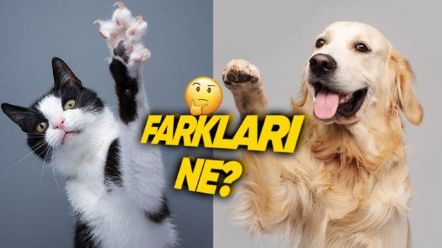 Kediler Tırnaklarını İçeri Çekip Sessizce Yürüyebilirken Köpekler Neden Çekemez? ’Tık Tık’ Sesi Kulağımızda Yankılandı Bile!