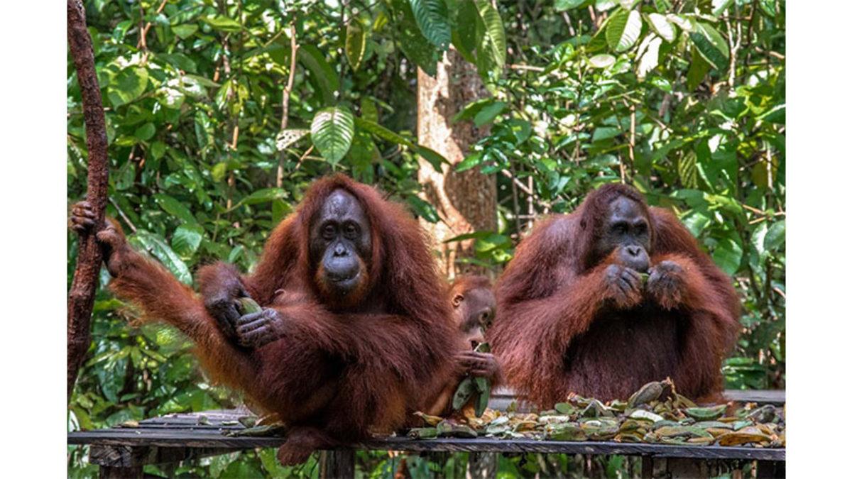 Hayvan Türlerinin Neredeyse Hepsinde Erkekler Dişilerden Daha mı Büyük Yoksa Bize mi Öyle Geliyor?