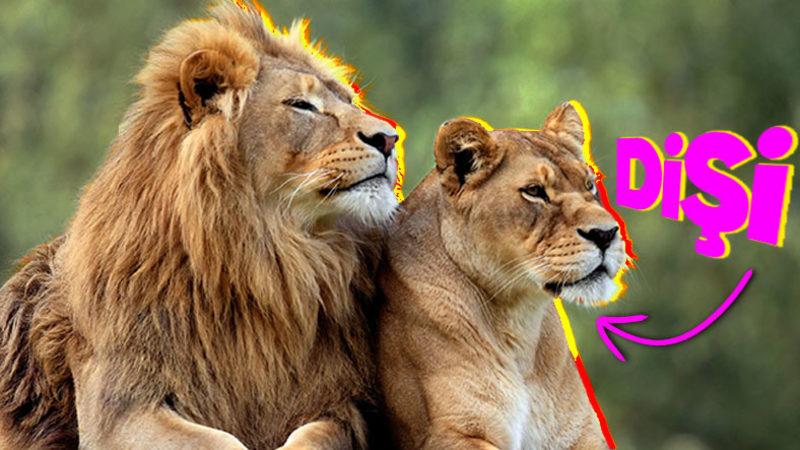 Hayvan Türlerinin Neredeyse Hepsinde Erkekler Dişilerden Daha mı Büyük Yoksa Bize mi Öyle Geliyor?