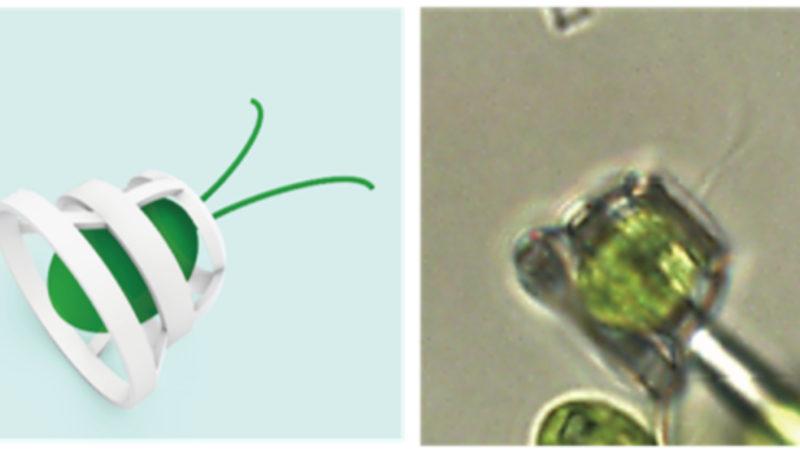 Generator Rex Olacağız: Tek Hücreli Canlıların Kullanabileceği Araçlar Üretildi