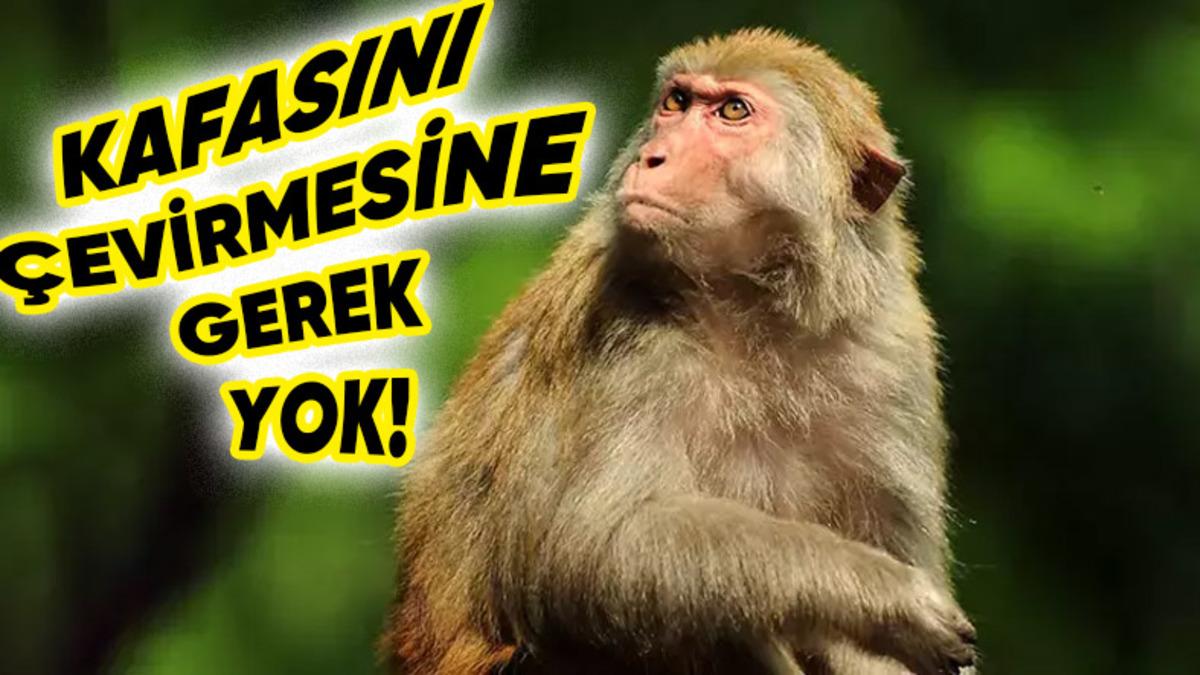 Primatların Beyinlerinde Yüz Tanıma İçin Özel Bir "Mekanizma" Olduğu Keşfedildi