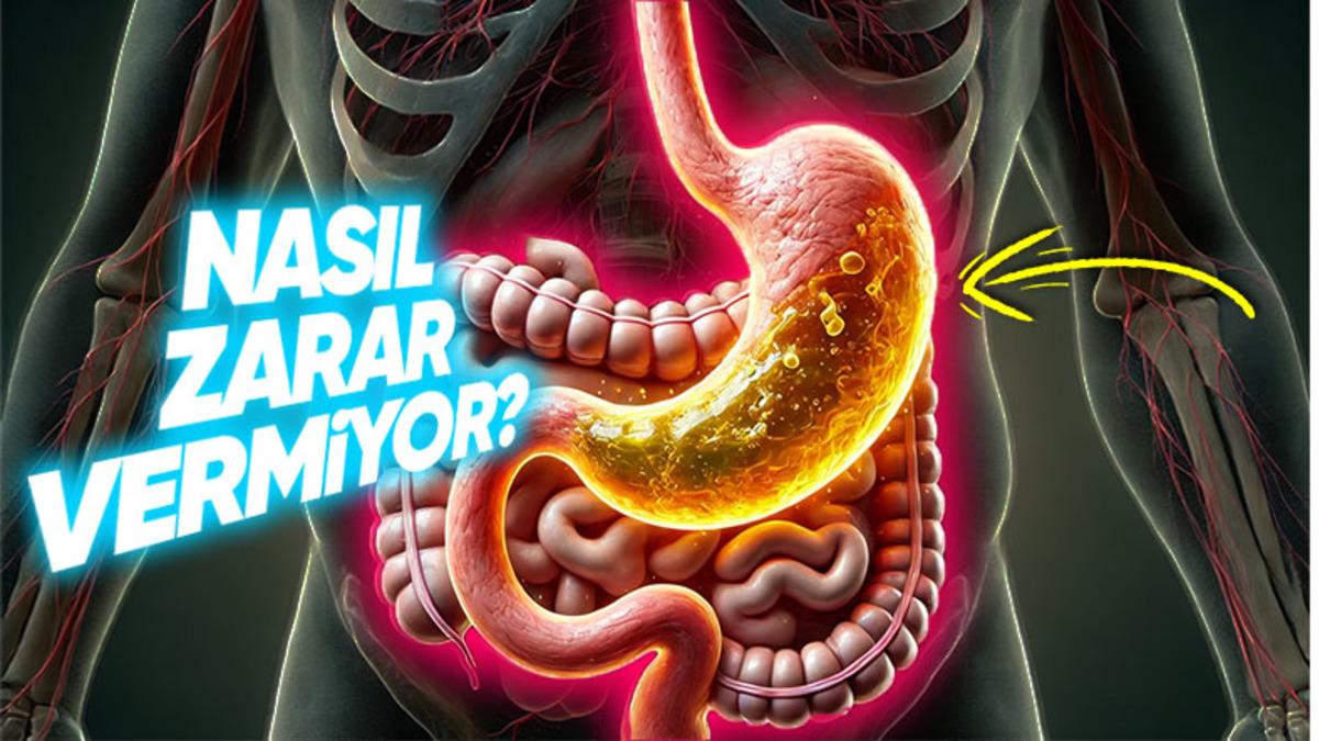 Mide Asidi Midemizdeki Her Şeyi Eritirken Nasıl Oluyor da Midemize Zarar Vermiyor?