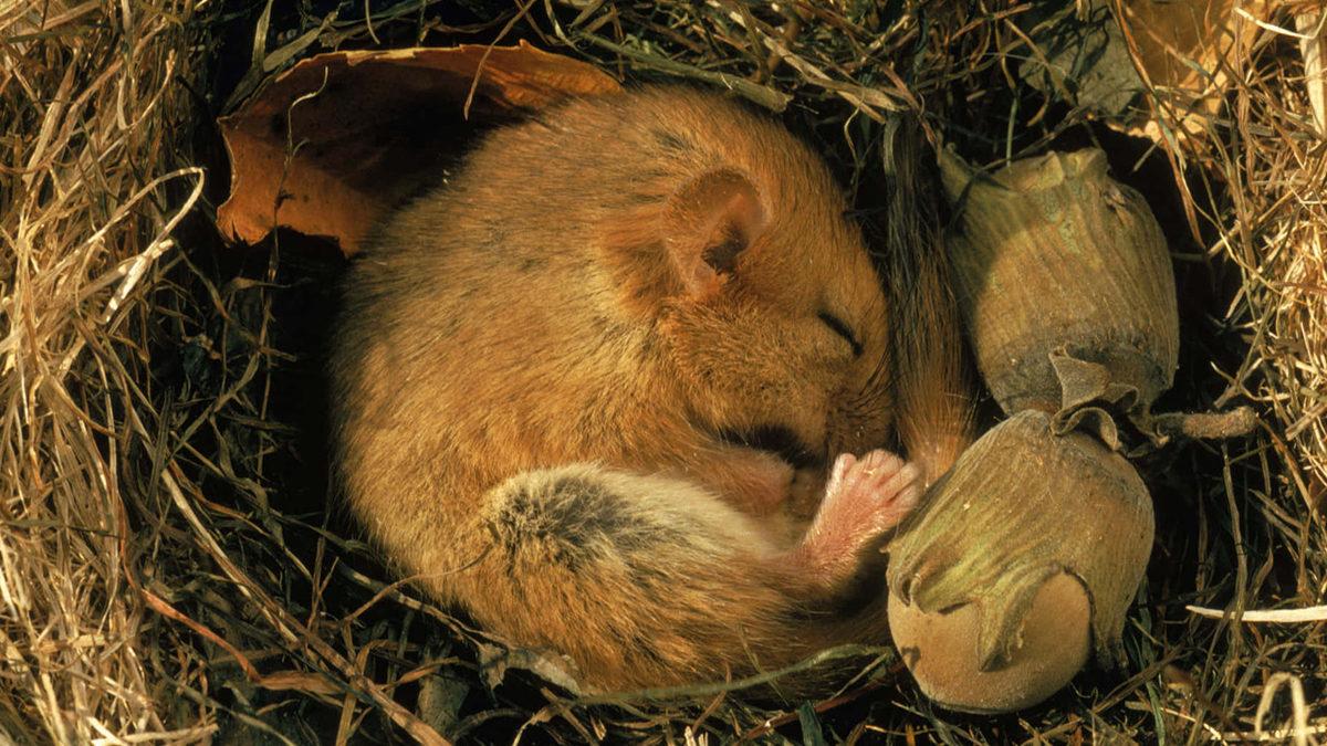 Bazı Hayvanlar Neden Kış Uykusuna Yatar? Sebebi Sadece Soğuktan Korunmak Değil!