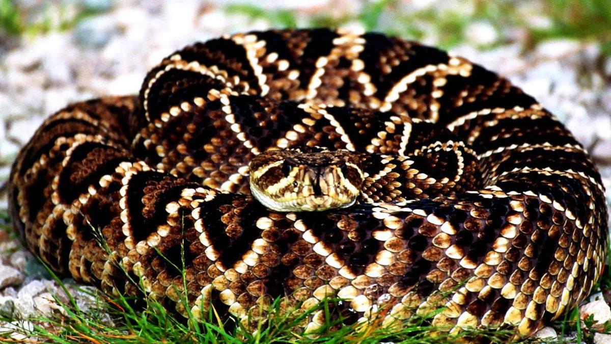 Bazı Hayvanlar Neden Kış Uykusuna Yatar? Sebebi Sadece Soğuktan Korunmak Değil!