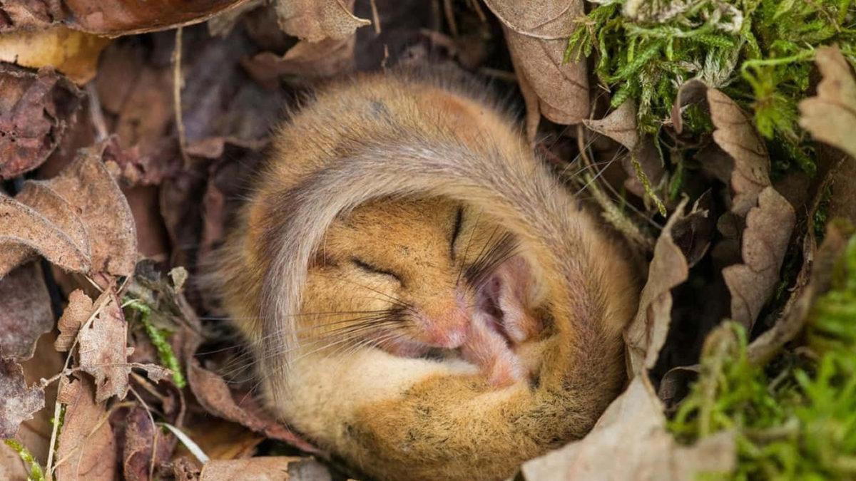 Bazı Hayvanlar Neden Kış Uykusuna Yatar? Sebebi Sadece Soğuktan Korunmak Değil!
