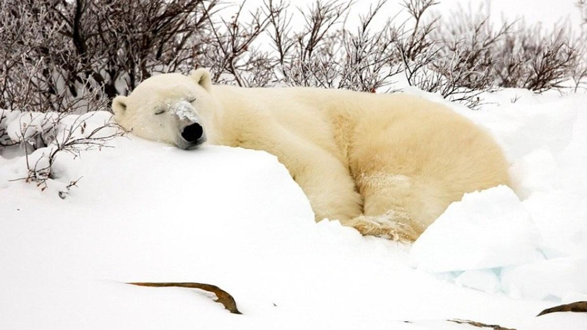 Bazı Hayvanlar Neden Kış Uykusuna Yatar? Sebebi Sadece Soğuktan Korunmak Değil!