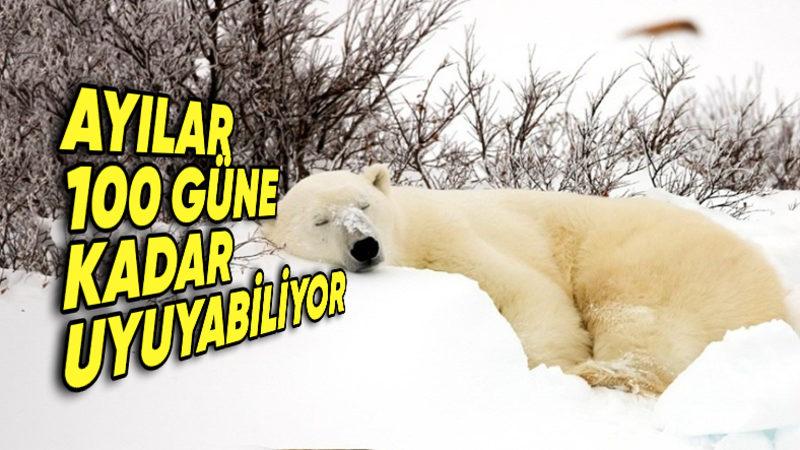 Bazı Hayvanlar Neden Kış Uykusuna Yatar? Sebebi Sadece Soğuktan Korunmak Değil!