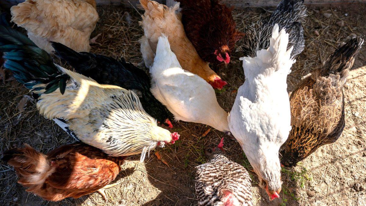 Tavuk Yumurtalarının Renkleri Neden Birbirinden Farklı Olur?