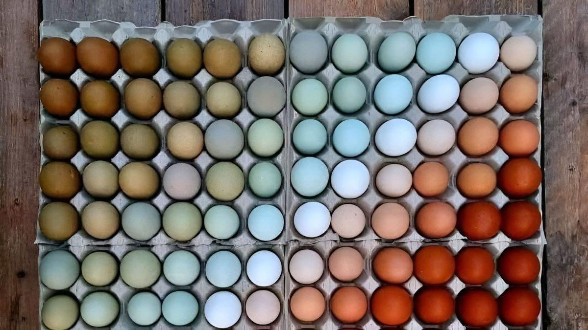 Tavuk Yumurtalarının Renkleri Neden Birbirinden Farklı Olur?