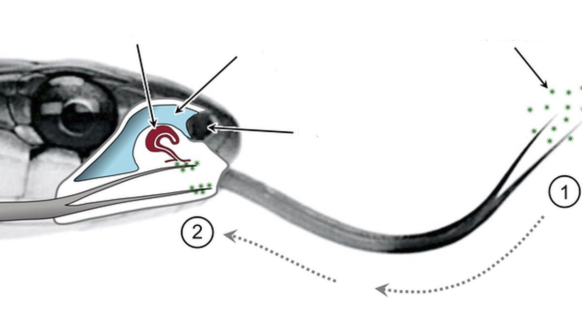Yılanlar Neden Sürekli Dillerini Dışarı Çıkartıp Sallıyor? Hayır, Uyarı İçin Değil!