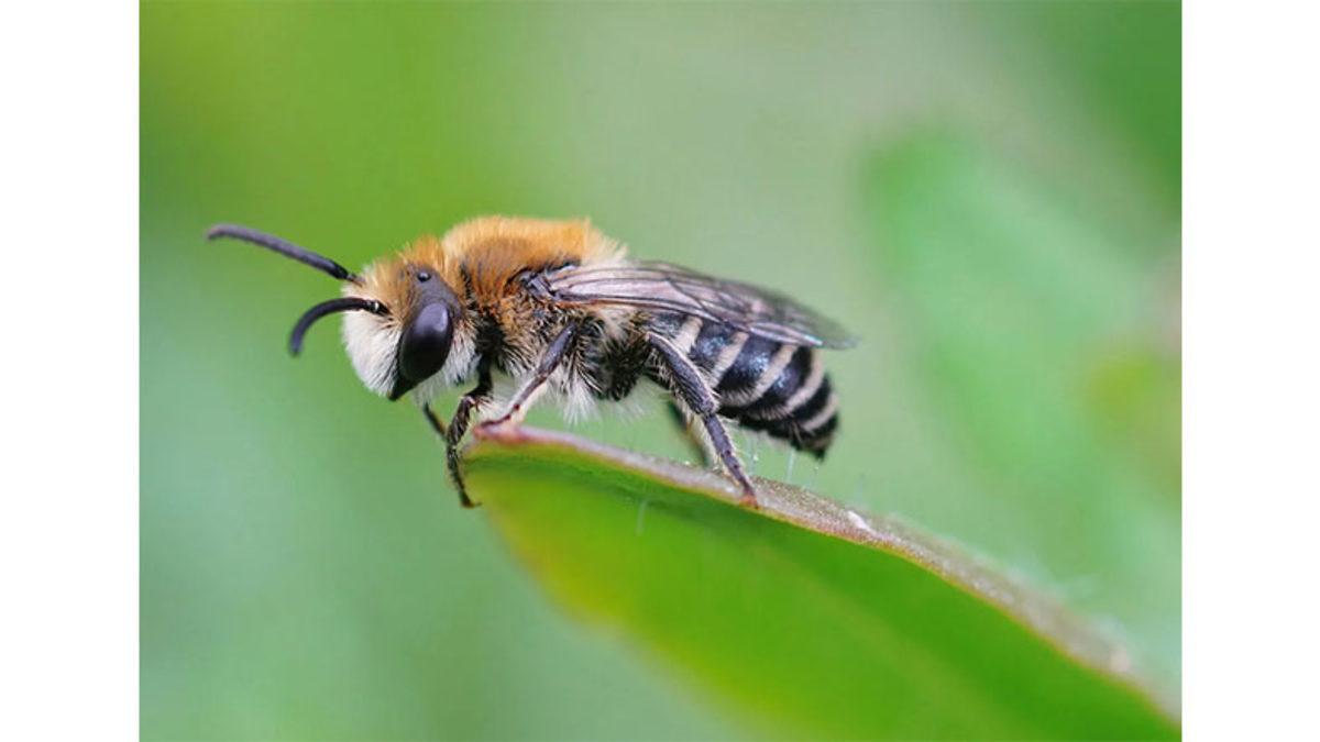 Bal Arılarının Akciğer Kanserini Nasıl Tespit Edebildiklerini Öğrenince 