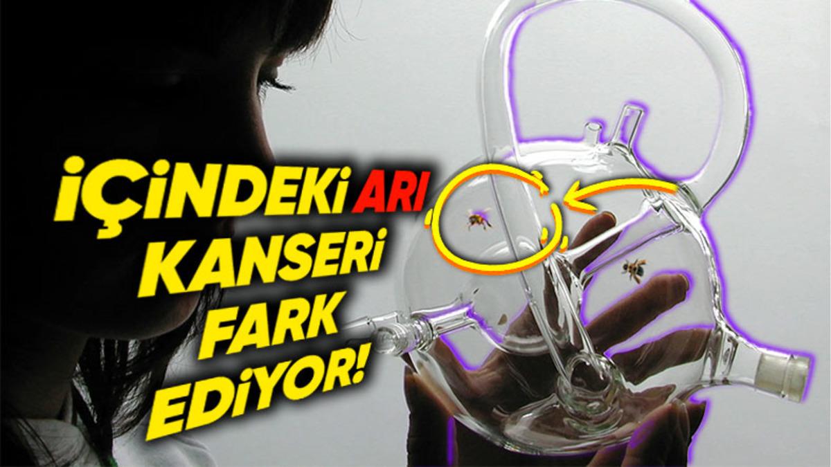 Bal Arılarının Akciğer Kanserini Nasıl Tespit Edebildiklerini Öğrenince "Bilim Daha Ne Kadar İlerleyebilir!" Diyeceksiniz