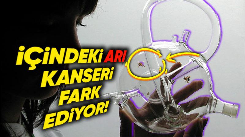 Bal Arılarının Akciğer Kanserini Nasıl Tespit Edebildiklerini Öğrenince "Bilim Daha Ne Kadar İlerleyebilir!" Diyeceksiniz