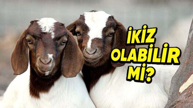 Hayvanlar da Tıpkı İnsanlar Gibi İkiz Doğurabilir mi?