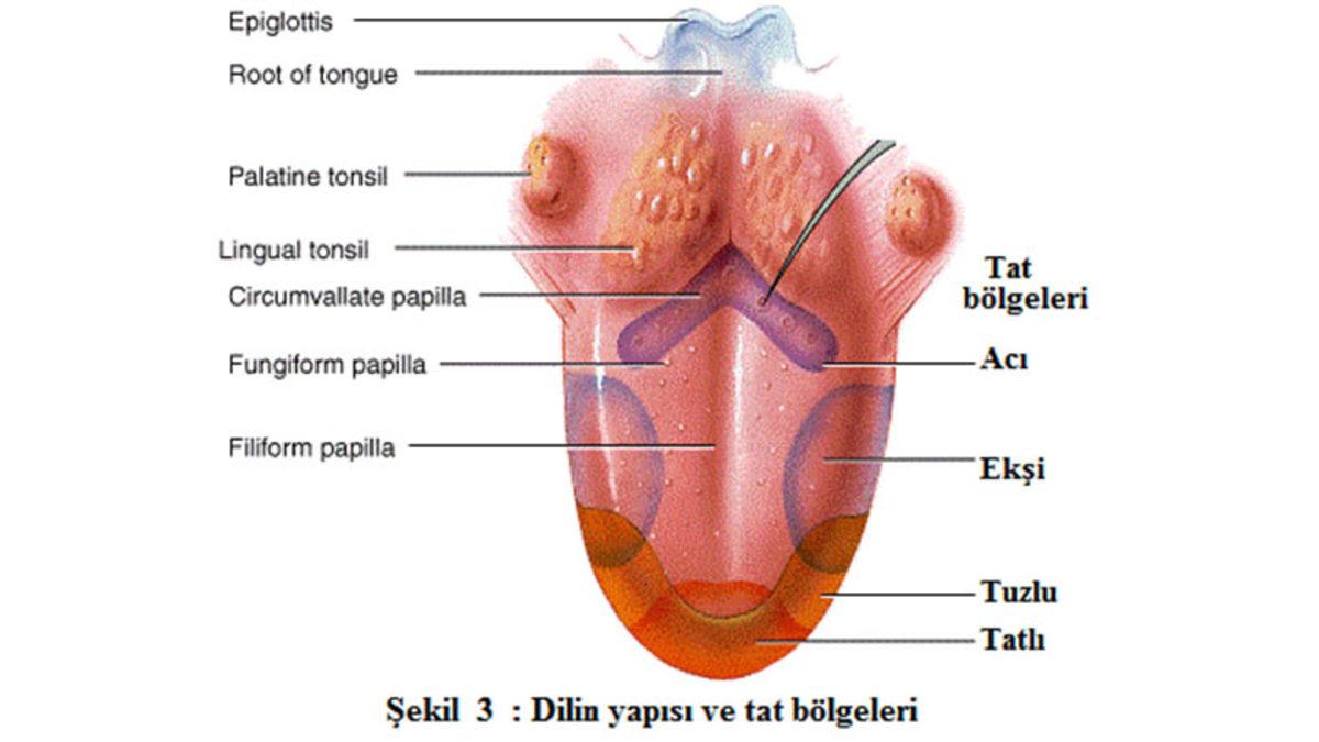 Dilin Her Bölgesi Farklı Tatları Algılıyor Bilgisi Gerçeği Yansıtıyor mu Yoksa Sadece Şehir Efsanesi mi?