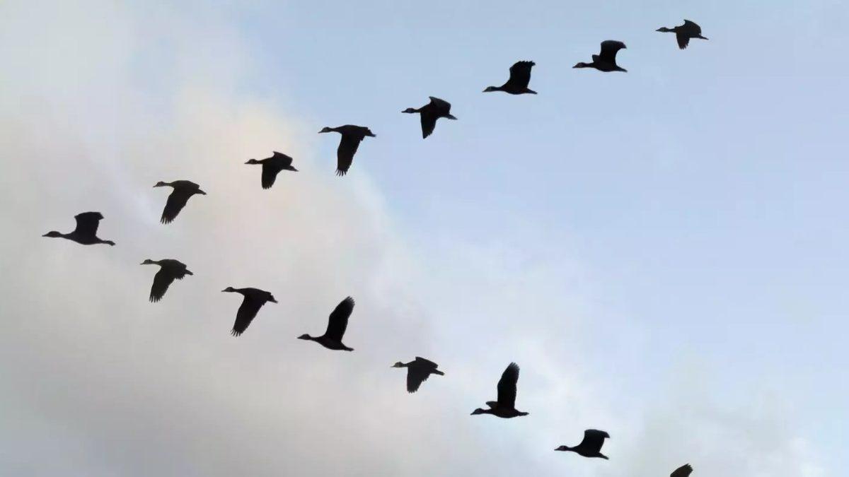 Bir Mühendis Programlamış Gibi: Kuşlar Neden Hep ‘V’ Şeklinde Uçuyor?