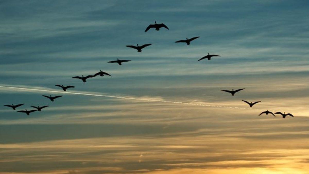 Bir Mühendis Programlamış Gibi: Kuşlar Neden Hep ‘V’ Şeklinde Uçuyor?