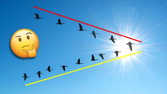 Bir Mühendis Programlamış Gibi: Kuşlar Neden Hep ‘V’ Şeklinde Uçuyor?