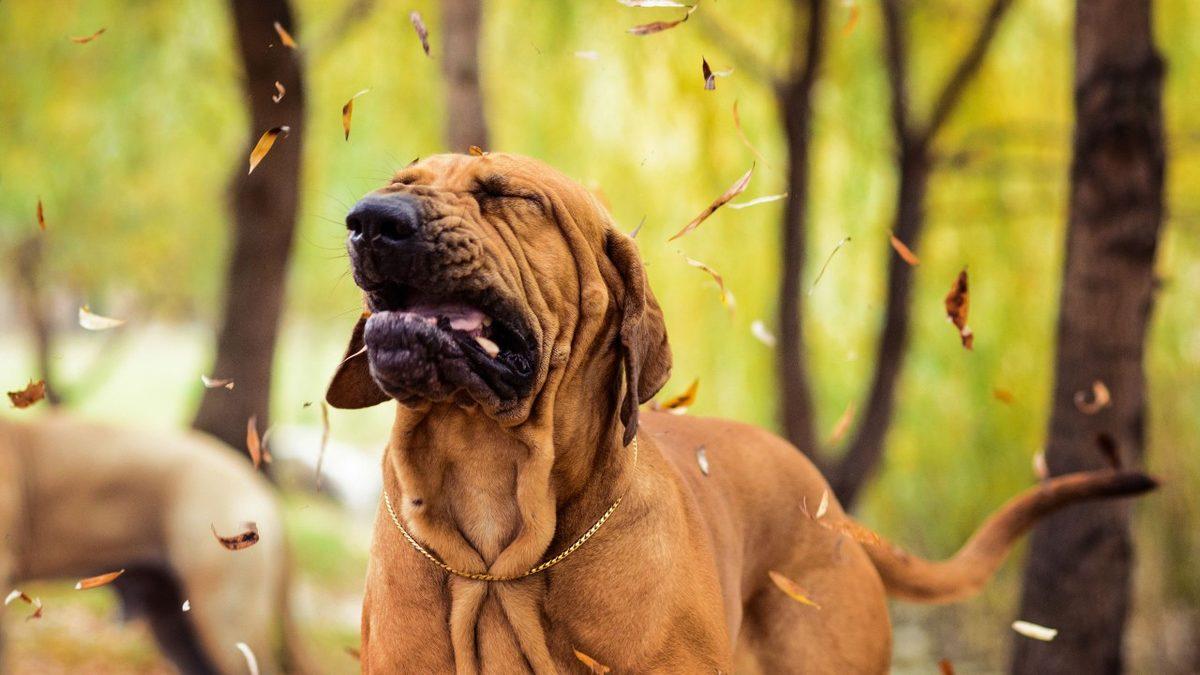 Bir Böcek veya Balık da Hapşırır mı, Yoksa Bu Sadece İnsanlara mı Özgü?