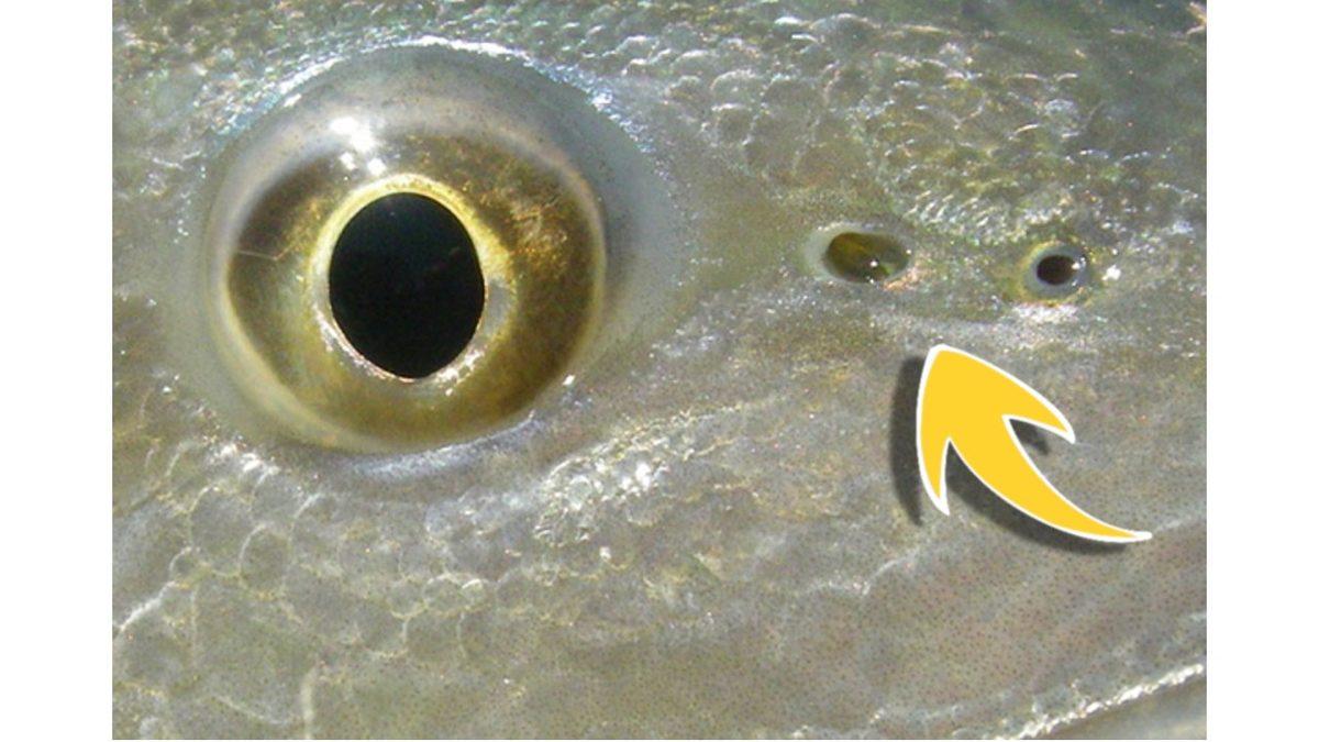 Bir Böcek veya Balık da Hapşırır mı, Yoksa Bu Sadece İnsanlara mı Özgü?