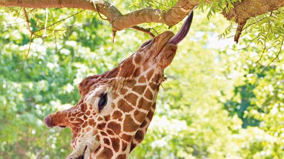 Zürafaların Dillerinin Pembe Değil de Siyah Olmasının Arkasında Yatan Sebep: Beslenme Şekilleriyle Bir İlgisi Var!