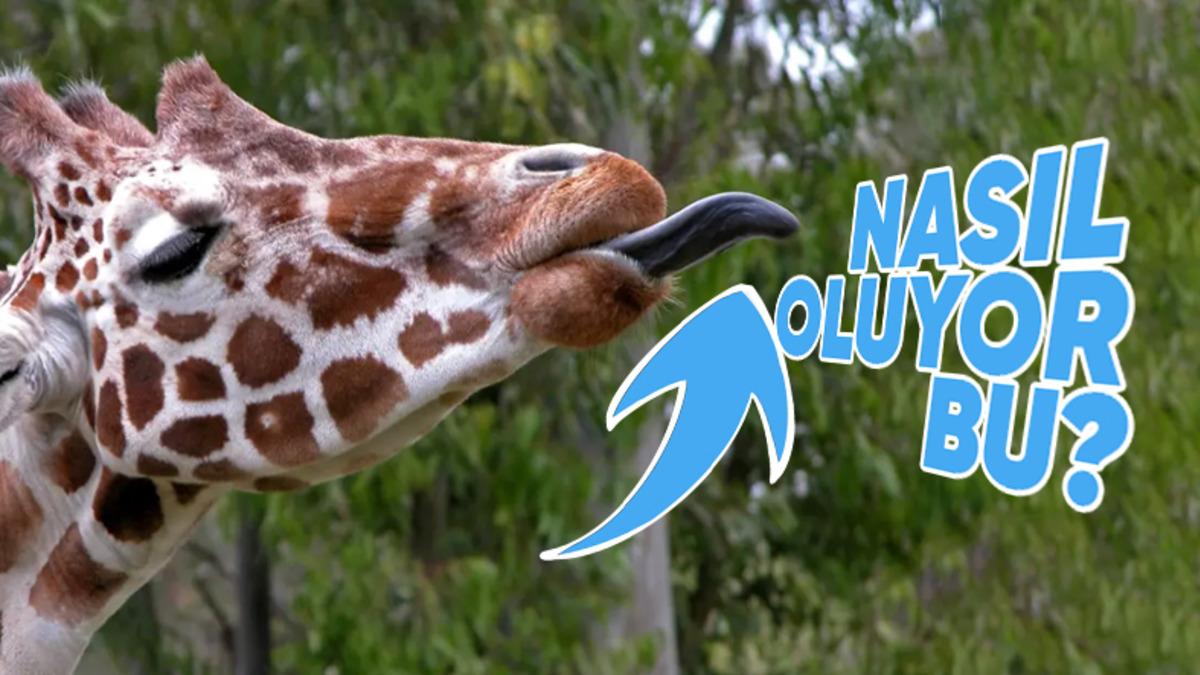 Zürafaların Dillerinin Pembe Değil de Siyah Olmasının Arkasında Yatan Sebep: Beslenme Şekilleriyle Bir İlgisi Var!