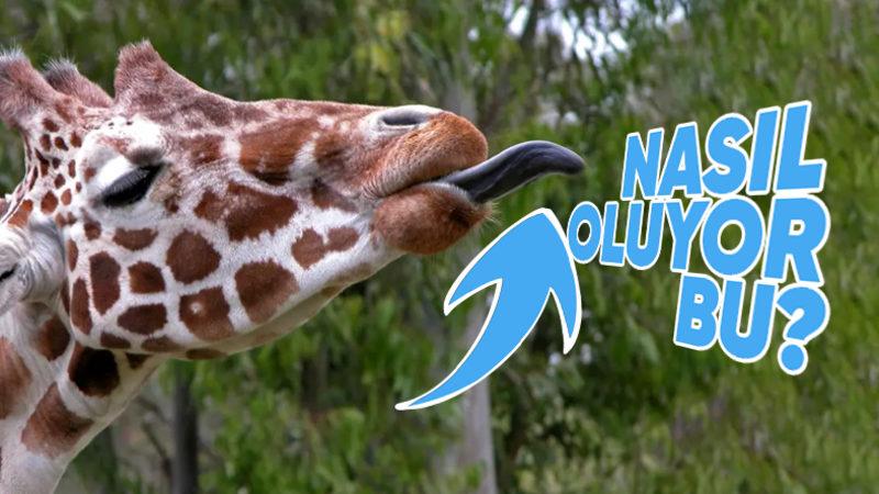 Zürafaların Dillerinin Pembe Değil de Siyah Olmasının Arkasında Yatan Sebep: Beslenme Şekilleriyle Bir İlgisi Var!