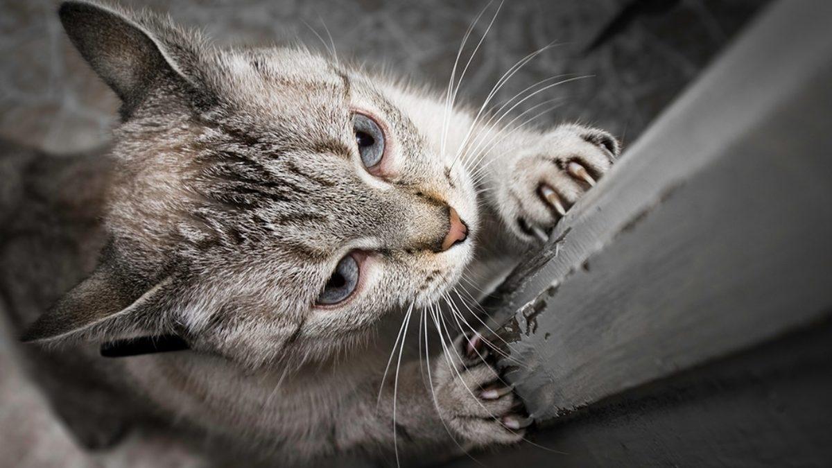 Bazı Kediler, Neden Diğerlerine Göre Sürekli Bir Şeyleri Tırmalamaya Daha Meraklı?