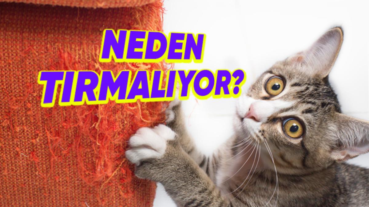 Bazı Kediler, Neden Diğerlerine Göre Sürekli Bir Şeyleri Tırmalamaya Daha Meraklı?