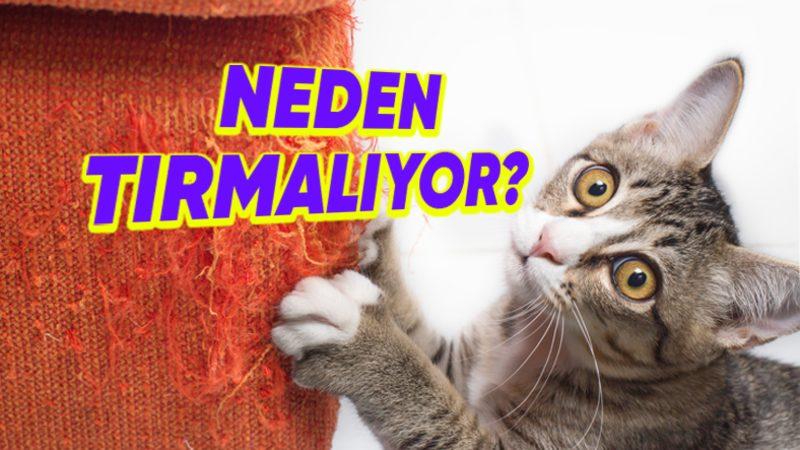 Bazı Kediler, Neden Diğerlerine Göre Sürekli Bir Şeyleri Tırmalamaya Daha Meraklı?