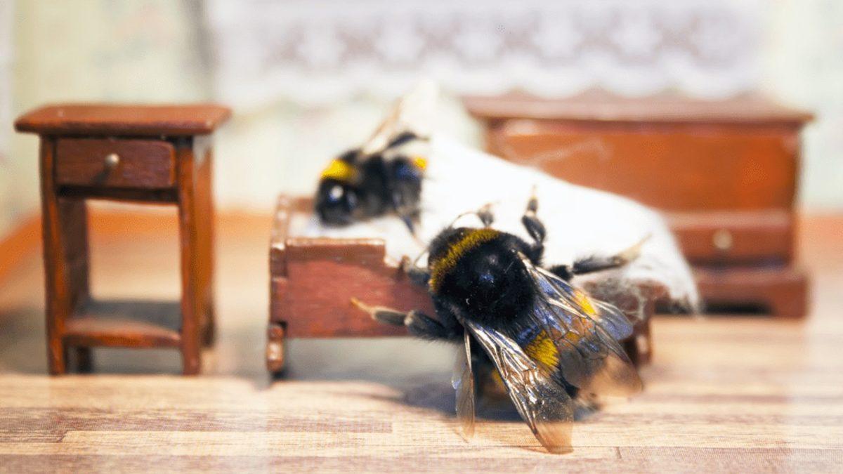 Ne Zaman Görsek Pıtı Pıtı Bir Yerlere Giden Böcekler de Bizim Gibi Uyuyor mu?