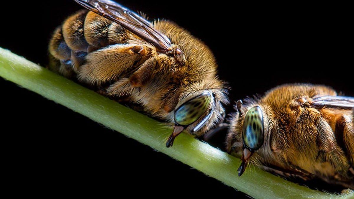 Ne Zaman Görsek Pıtı Pıtı Bir Yerlere Giden Böcekler de Bizim Gibi Uyuyor mu?