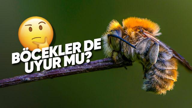 Ne Zaman Görsek Pıtı Pıtı Bir Yerlere Giden Böcekler de Bizim Gibi Uyuyor mu?