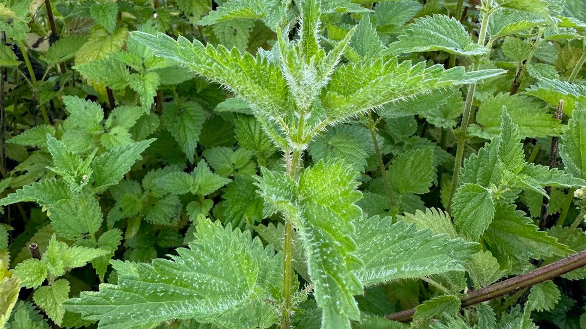 Isırgan Otu Neden Cildimizi Sanki İğne Batmışçasına Yakar?