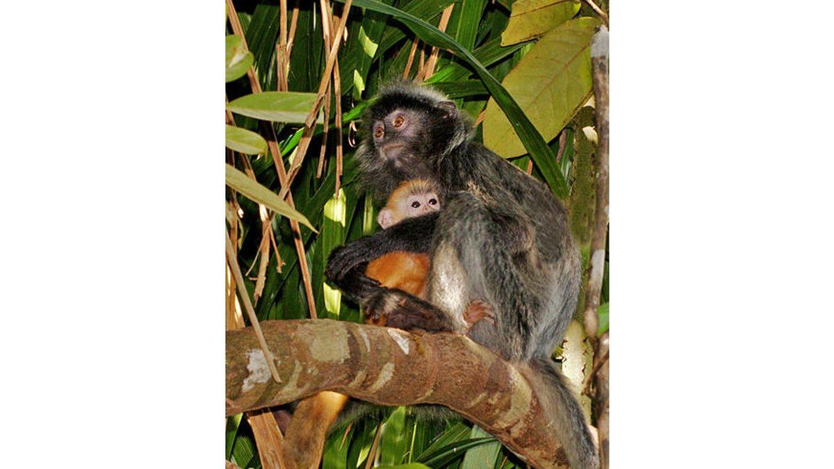 Sosyal Medyadaki Tatlı Görüntülerin Bilimsel Yüzü: Bazı Hayvanlar Neden Başka Hayvanların Yavrularına Bakıyor?