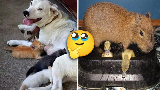 Sosyal Medyadaki Tatlı Görüntülerin Bilimsel Yüzü: Bazı Hayvanlar Neden Başka Hayvanların Yavrularına Bakıyor?