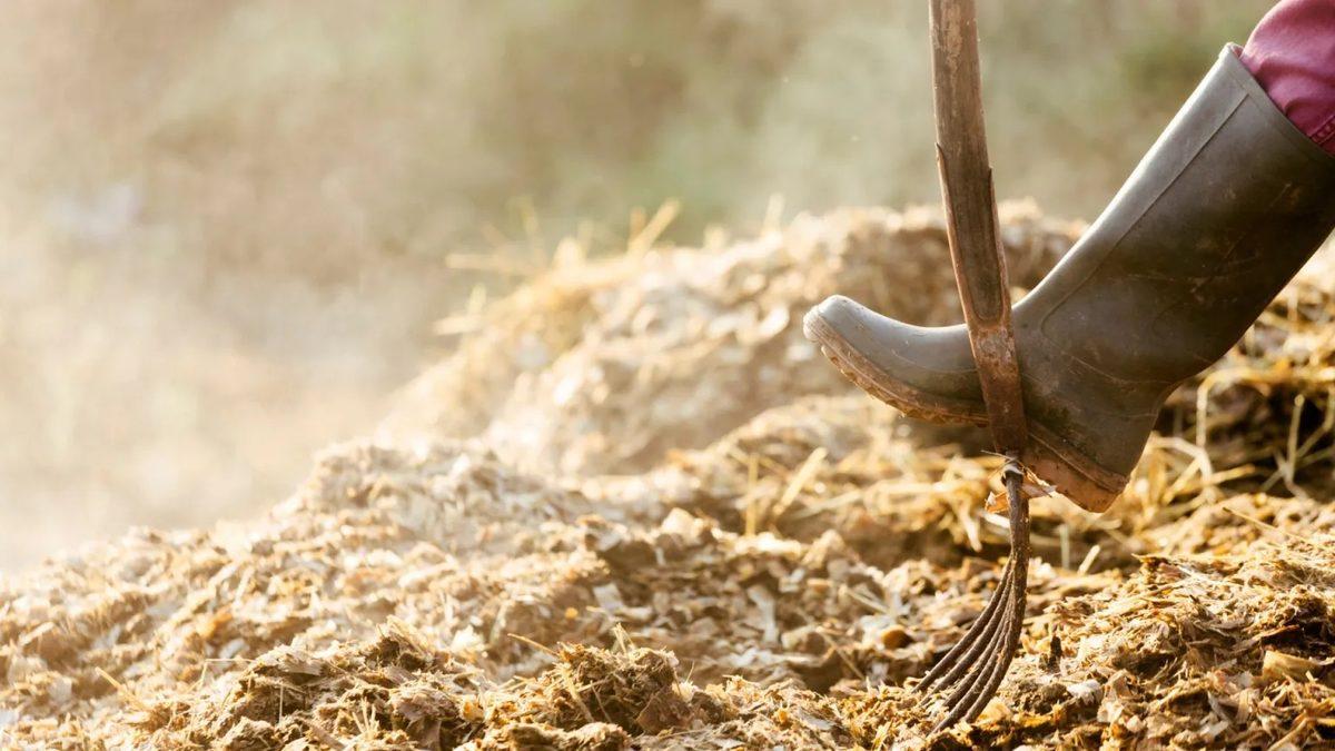 Isı ve Elektrik Üretimi İçin Yeni Bir Kaynak Bulundu: At Dışkısı (Tezek Değil)
