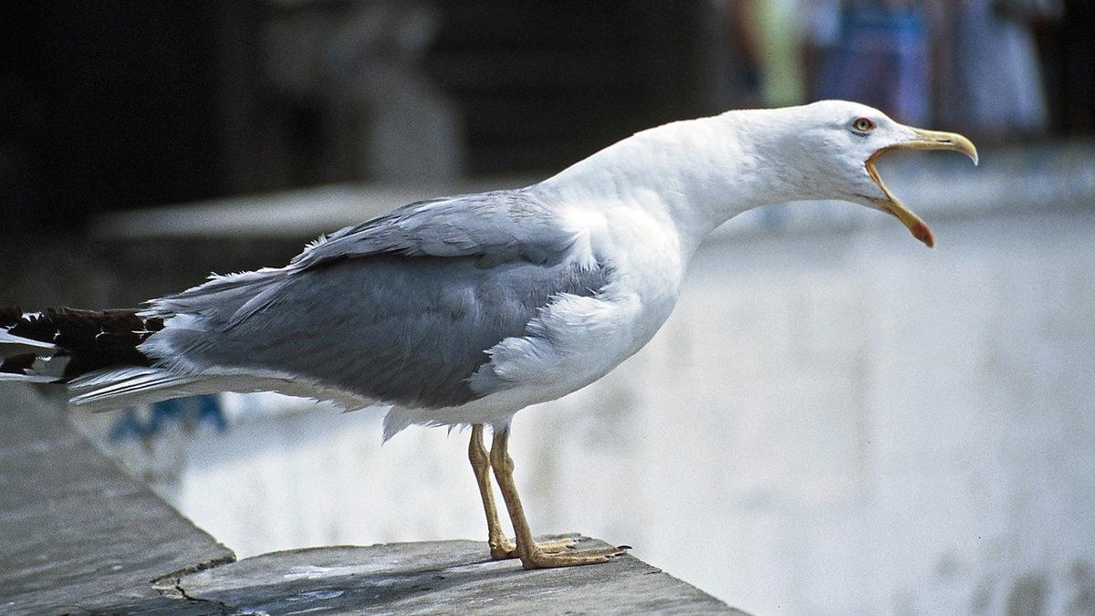 Martılar Neden Sürekli Çığlık Atarak Geziyor?