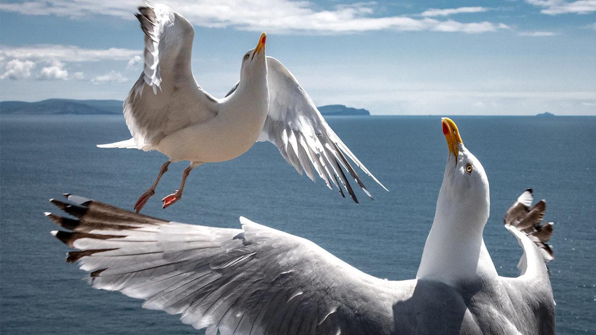 Martılar Neden Sürekli Çığlık Atarak Geziyor?