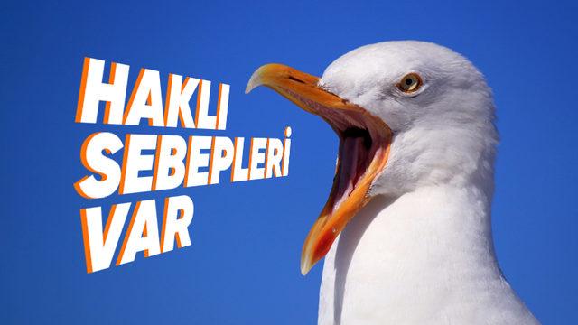 Martılar Neden Sürekli Çığlık Atarak Geziyor?