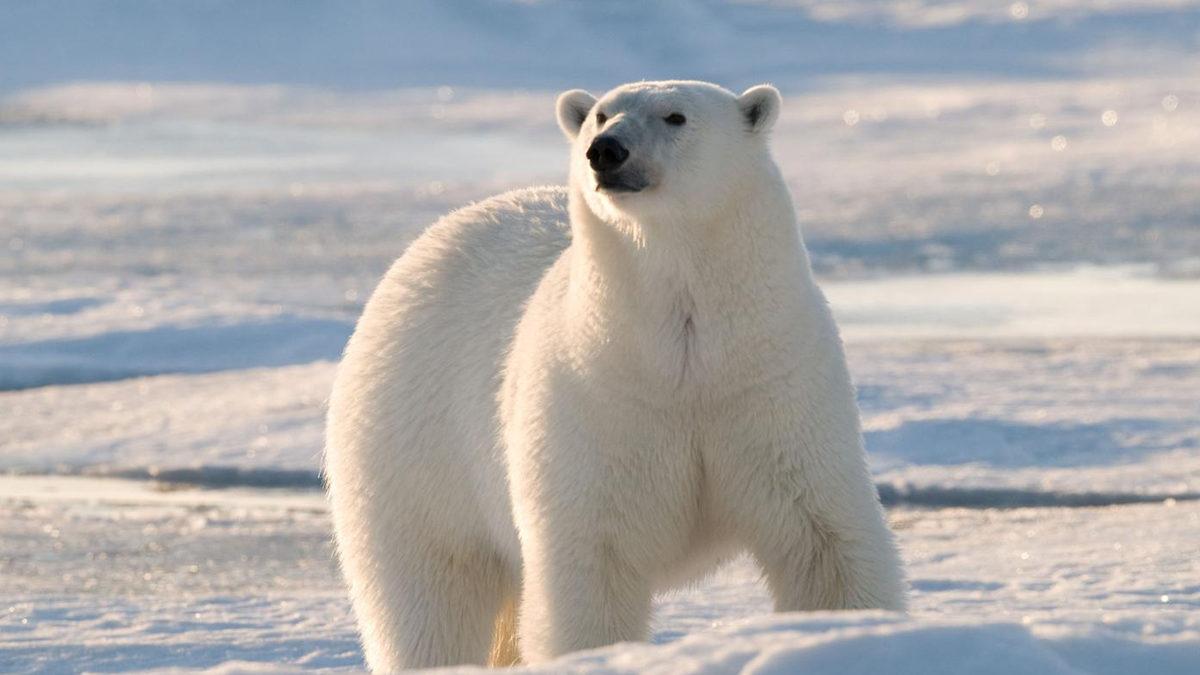 Kutup Ayılarının Derisinin Beyaz Değil de Aslında Siyah Olduğunu Söylesek! İyi de Nasıl?