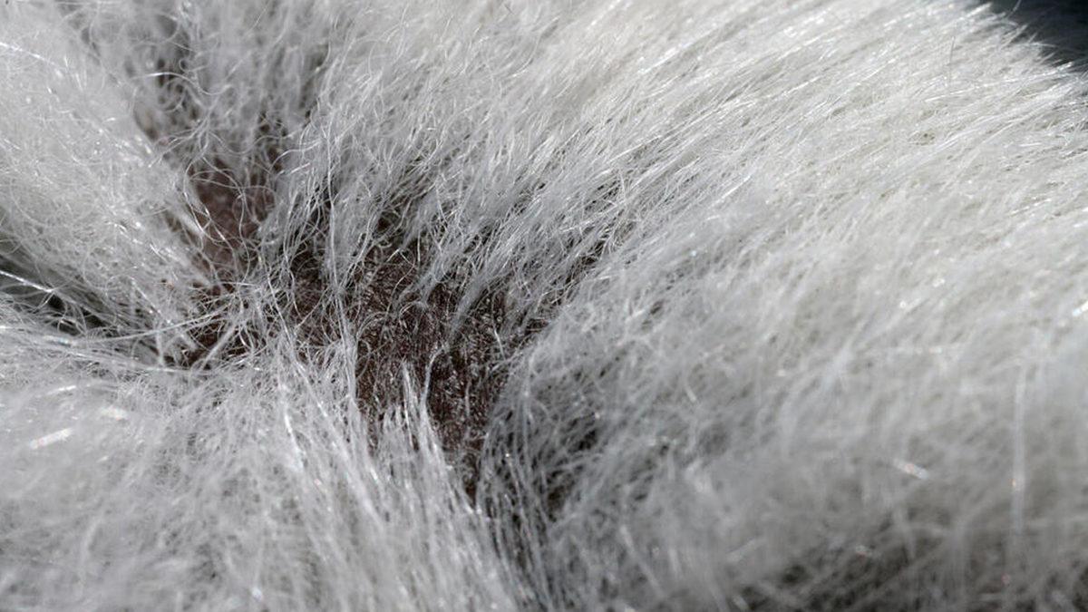 Kutup Ayılarının Derisinin Beyaz Değil de Aslında Siyah Olduğunu Söylesek! İyi de Nasıl?